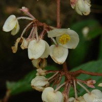 Begonia ulmifolia Willd.